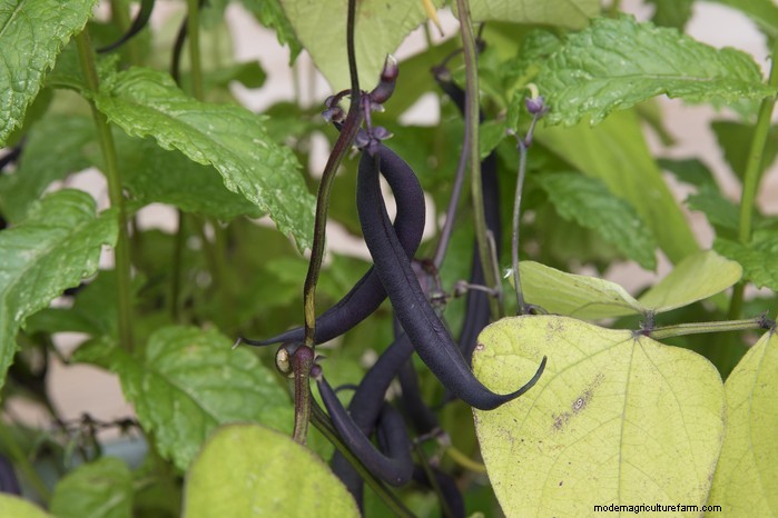Beste planten om in juli te zaaien:verleng uw groeiseizoen 