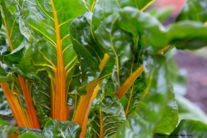 Beste planten om in juli te zaaien:verleng uw groeiseizoen 