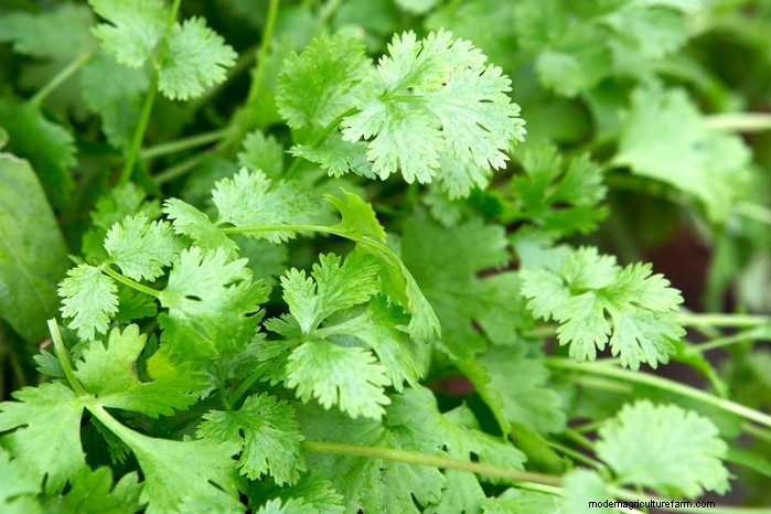 Beste planten om in juli te zaaien:verleng uw groeiseizoen 