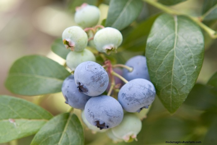 Beste planten om in juli te zaaien:verleng uw groeiseizoen 