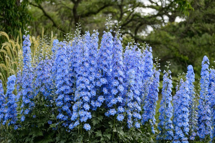 Beste planten om in juli te zaaien:verleng uw groeiseizoen 