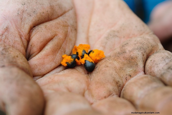 Beste planten om in juli te zaaien:verleng uw groeiseizoen 