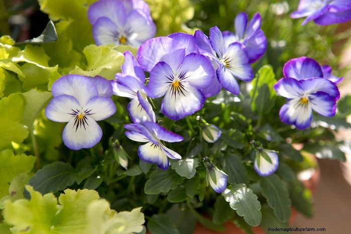 Beste planten om in juli te zaaien:verleng uw groeiseizoen 