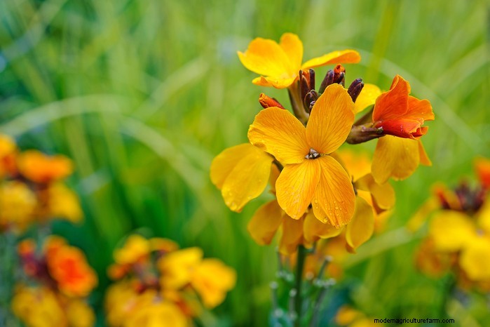 Beste planten om in juli te zaaien:verleng uw groeiseizoen 