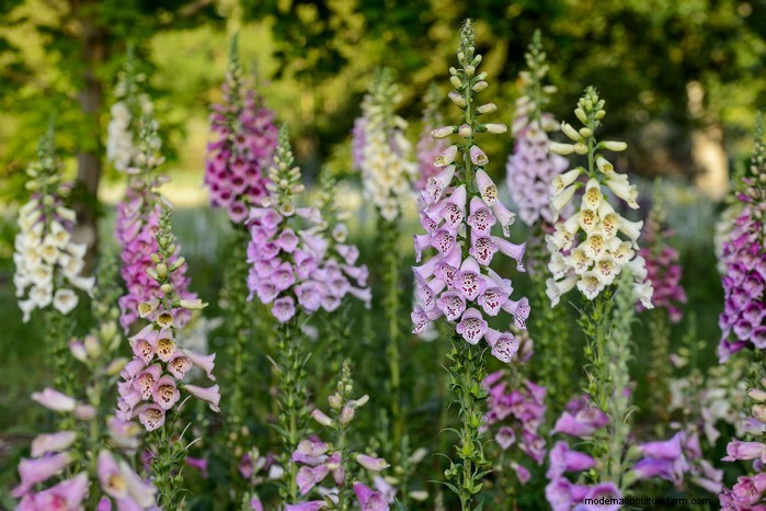 Beste planten om in juli te zaaien:verleng uw groeiseizoen 