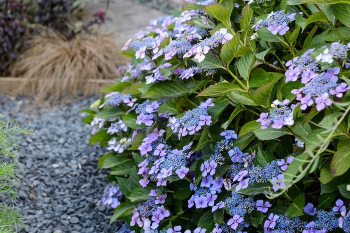 Beste planten om in juli te zaaien:verleng uw groeiseizoen 