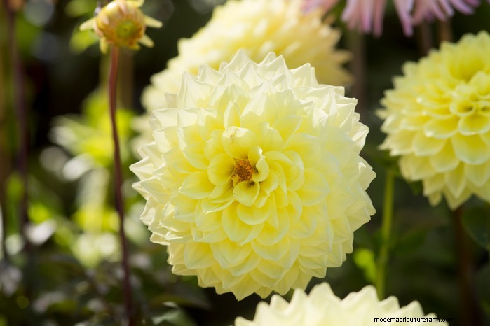 Beste planten om in juli te zaaien:verleng uw groeiseizoen 