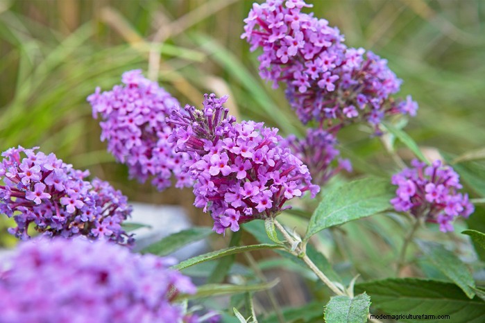 Beste planten om in juli te zaaien:verleng uw groeiseizoen 