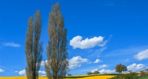 Proteggi la tua casa:alberi da evitare di piantare vicino a casa tua 