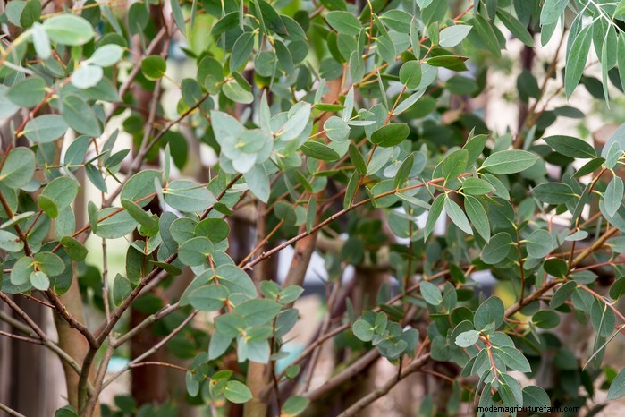 Bescherm uw huis:bomen die u niet in de buurt van uw huis moet planten 