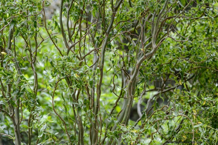 Bescherm uw huis:bomen die u niet in de buurt van uw huis moet planten 