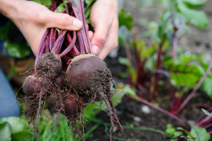 Guida alla semina di maggio:verdure, erbe e fiori - Regno Unito 