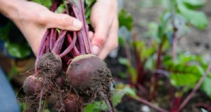 Guida alla semina di maggio:verdure, erbe e fiori - Regno Unito 