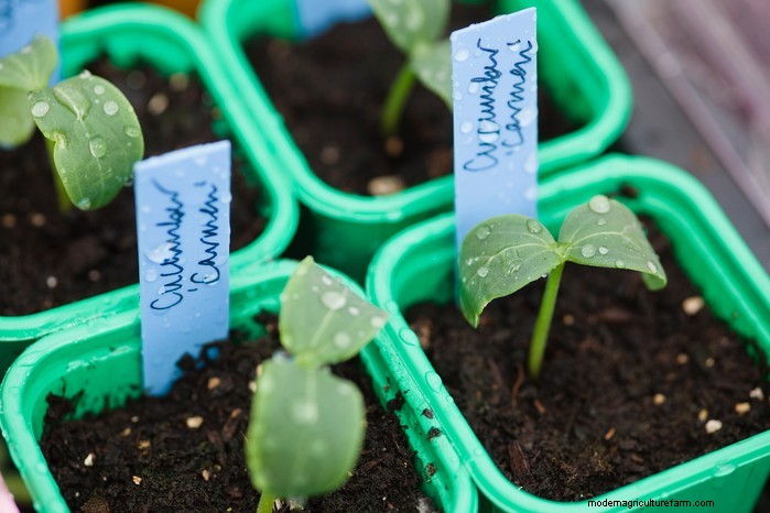 Guida alla semina di maggio:verdure, erbe e fiori - Regno Unito 