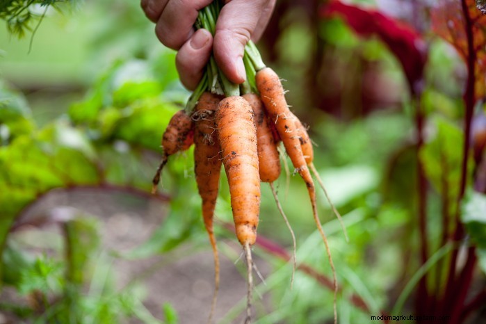 Guida alla semina di maggio:verdure, erbe e fiori - Regno Unito 