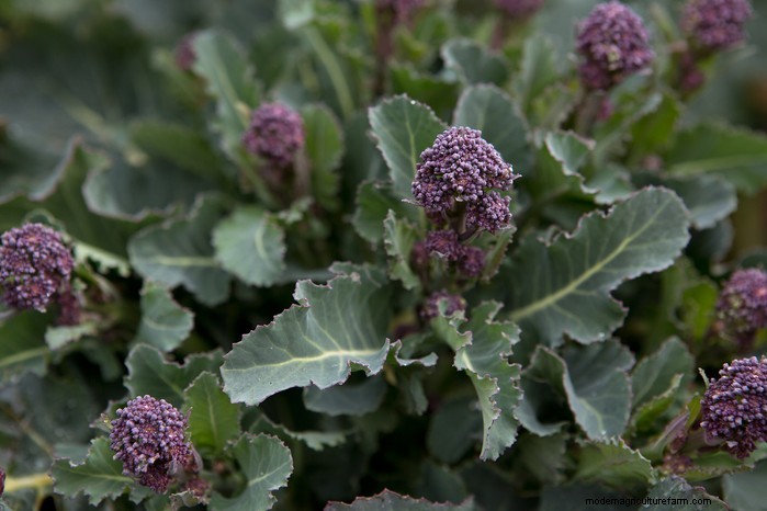 Guida alla semina di maggio:verdure, erbe e fiori - Regno Unito 