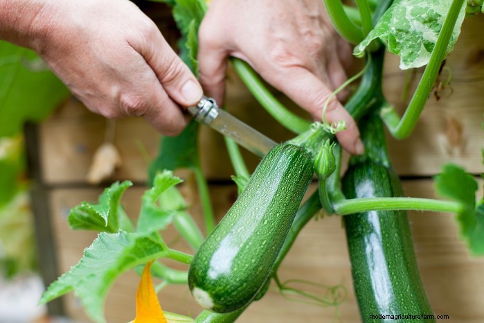 Guida alla semina di maggio:verdure, erbe e fiori - Regno Unito 