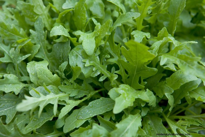 Guida alla semina di maggio:verdure, erbe e fiori - Regno Unito 