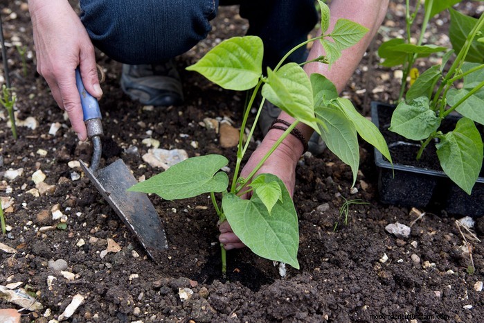 Guida alla semina di maggio:verdure, erbe e fiori - Regno Unito 
