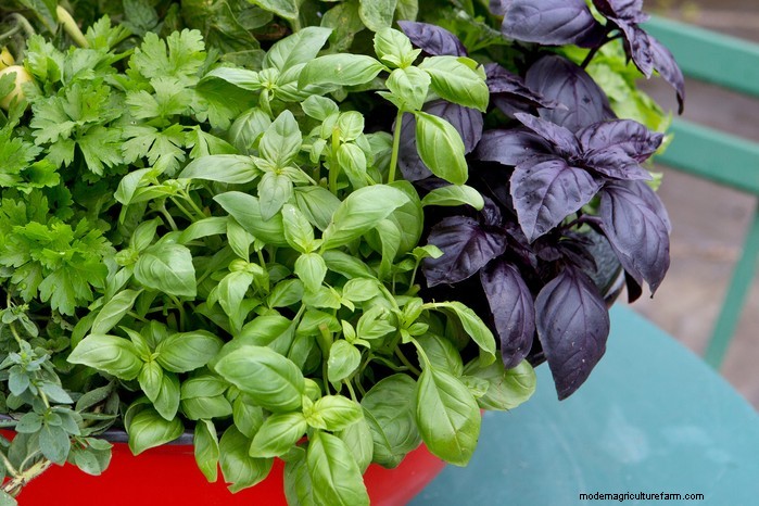 Guida alla semina di maggio:verdure, erbe e fiori - Regno Unito 
