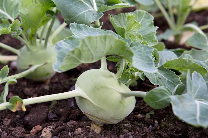 Guida alla semina di maggio:verdure, erbe e fiori - Regno Unito 