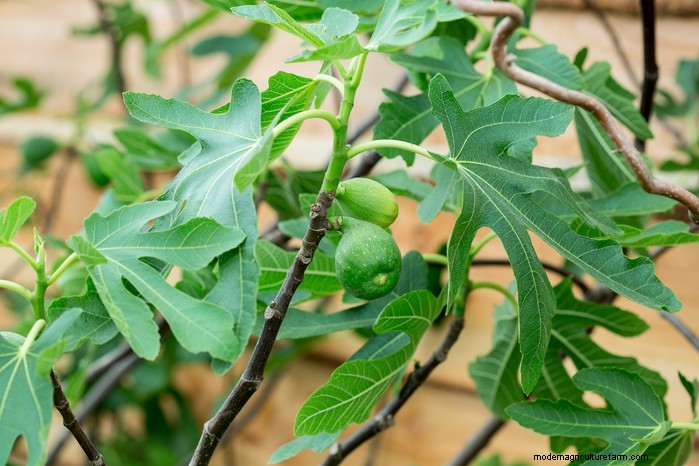 Guida alla semina di maggio:verdure, erbe e fiori - Regno Unito 