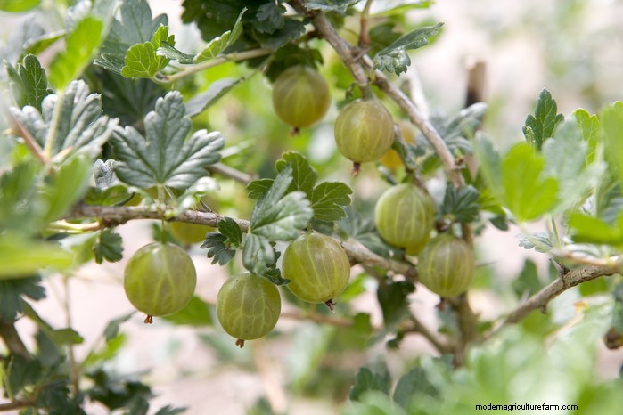 Guida alla semina di maggio:verdure, erbe e fiori - Regno Unito 