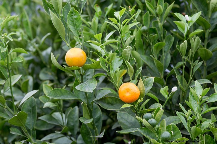 Guida alla semina di maggio:verdure, erbe e fiori - Regno Unito 