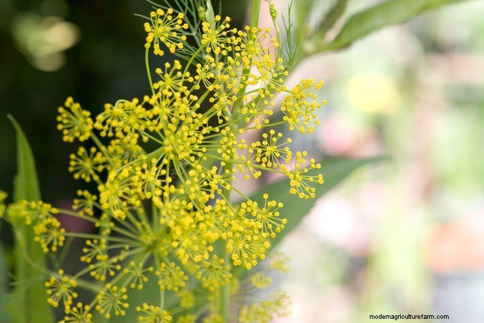 Guida alla semina di maggio:verdure, erbe e fiori - Regno Unito 