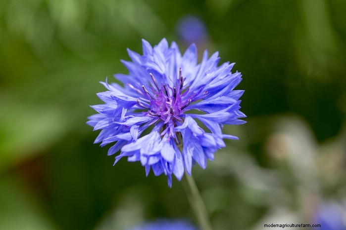 Guida alla semina di maggio:verdure, erbe e fiori - Regno Unito 