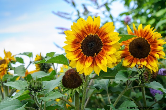 Guida alla semina di maggio:verdure, erbe e fiori - Regno Unito 