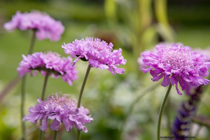 Guida alla semina di maggio:verdure, erbe e fiori - Regno Unito 