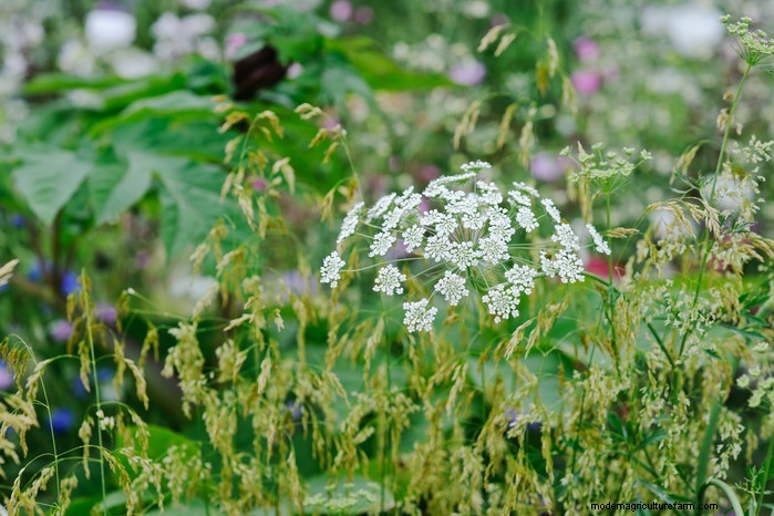 Guida alla semina di maggio:verdure, erbe e fiori - Regno Unito 