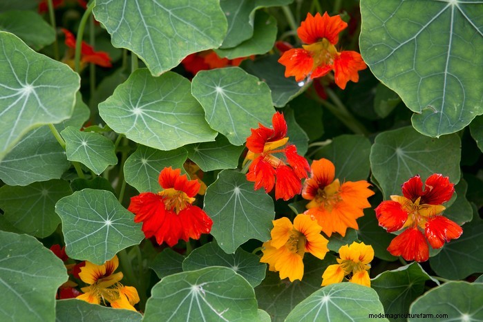 Guida alla semina di maggio:verdure, erbe e fiori - Regno Unito 