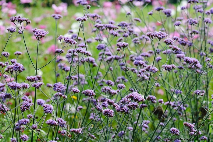Guida alla semina di maggio:verdure, erbe e fiori - Regno Unito 