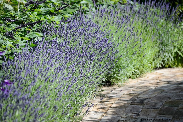 Guida alla semina di maggio:verdure, erbe e fiori - Regno Unito 