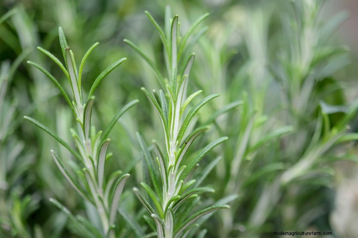 Guida alla semina di maggio:verdure, erbe e fiori - Regno Unito 