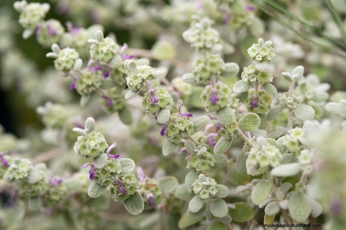 Guida alla semina di maggio:verdure, erbe e fiori - Regno Unito 