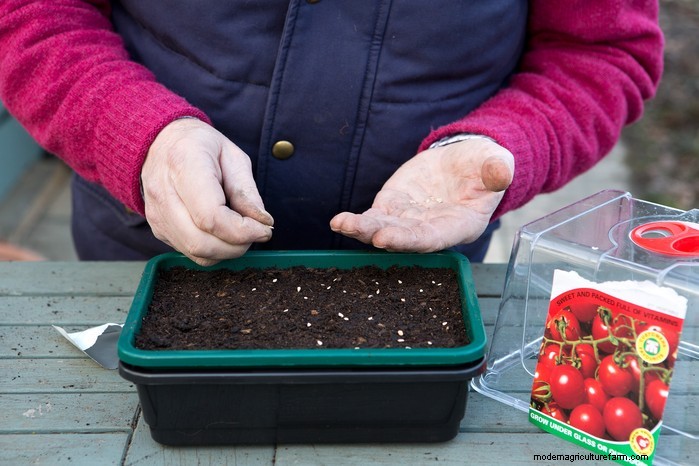 Guida alla semina di aprile:cosa seminare e coltivare nel tuo giardino nel Regno Unito 