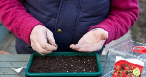 Guida alla semina di aprile:cosa seminare e coltivare nel tuo giardino nel Regno Unito 