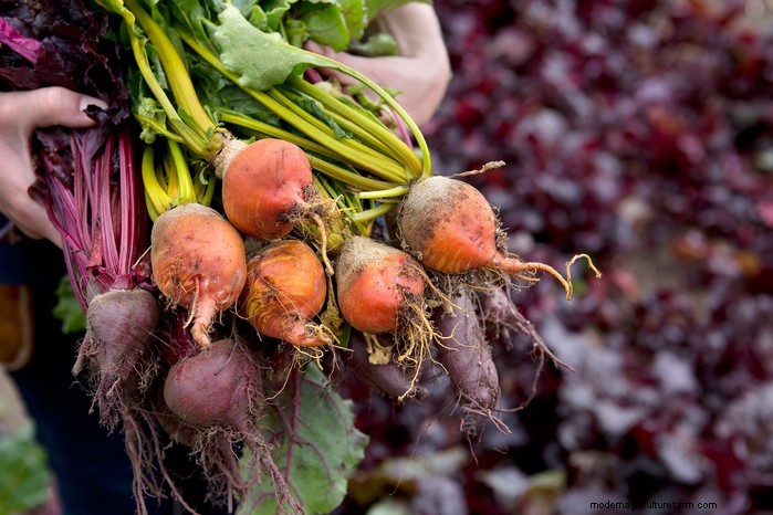 Guida alla semina di aprile:cosa seminare e coltivare nel tuo giardino nel Regno Unito 