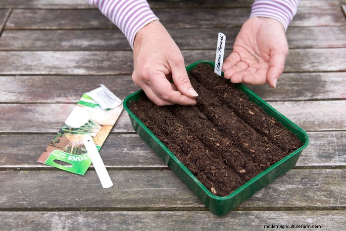 Guida alla semina di aprile:cosa seminare e coltivare nel tuo giardino nel Regno Unito 