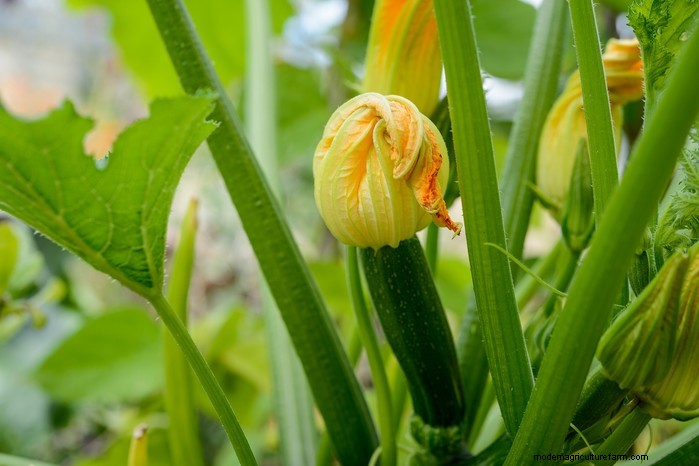 Guida alla semina di aprile:cosa seminare e coltivare nel tuo giardino nel Regno Unito 