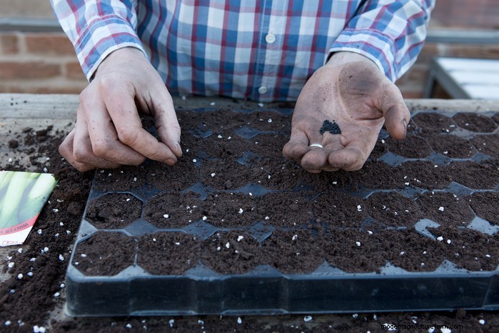 Guida alla semina di aprile:cosa seminare e coltivare nel tuo giardino nel Regno Unito 