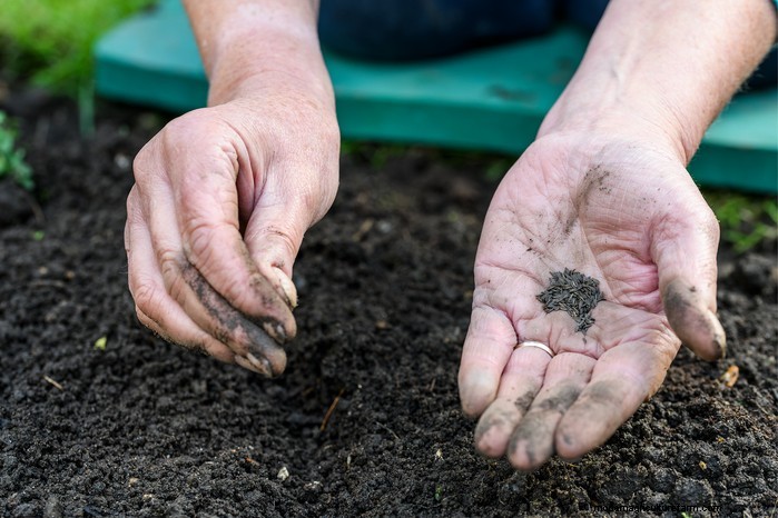 Guida alla semina di aprile:cosa seminare e coltivare nel tuo giardino nel Regno Unito 