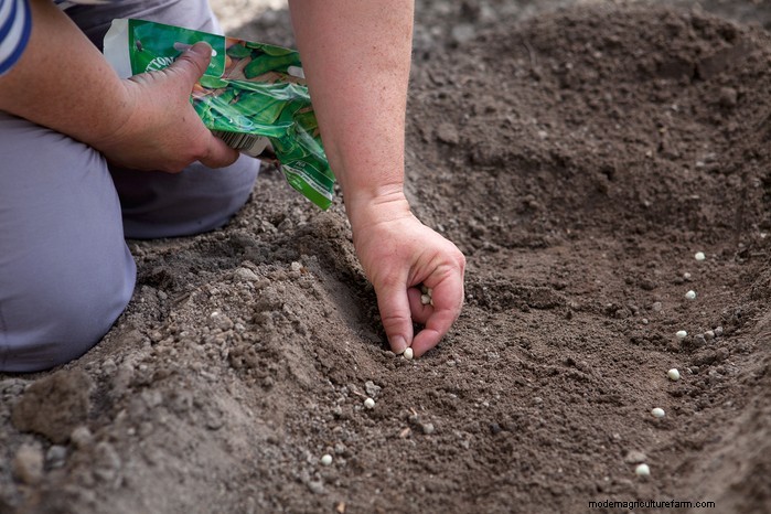 Guida alla semina di aprile:cosa seminare e coltivare nel tuo giardino nel Regno Unito 