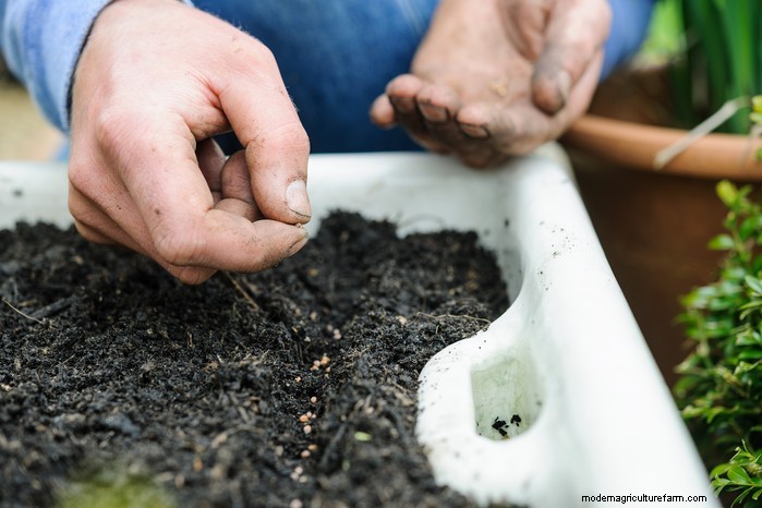 Guida alla semina di aprile:cosa seminare e coltivare nel tuo giardino nel Regno Unito 