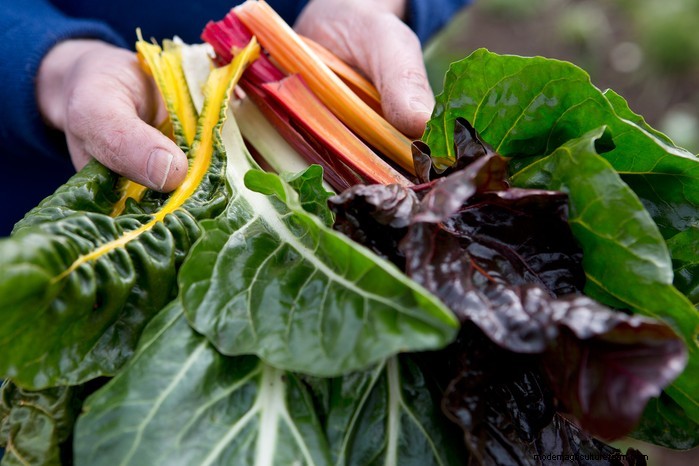 Guida alla semina di aprile:cosa seminare e coltivare nel tuo giardino nel Regno Unito 