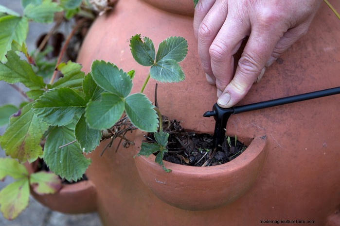 Guida alla semina di aprile:cosa seminare e coltivare nel tuo giardino nel Regno Unito 