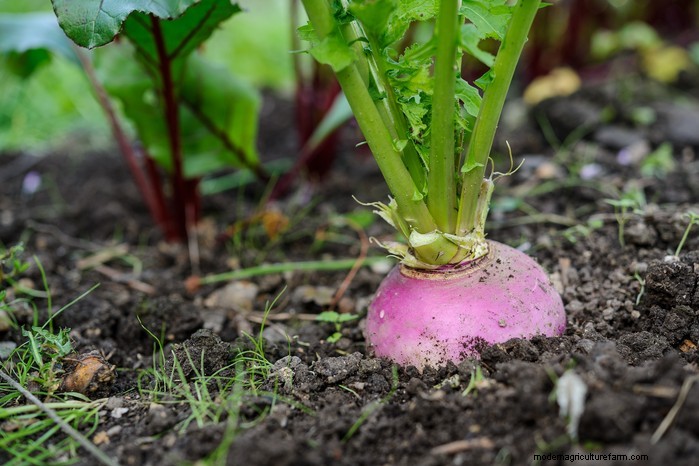 Guida alla semina di aprile:cosa seminare e coltivare nel tuo giardino nel Regno Unito 